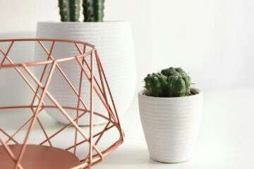 Decorar tu casa de verano con plantas