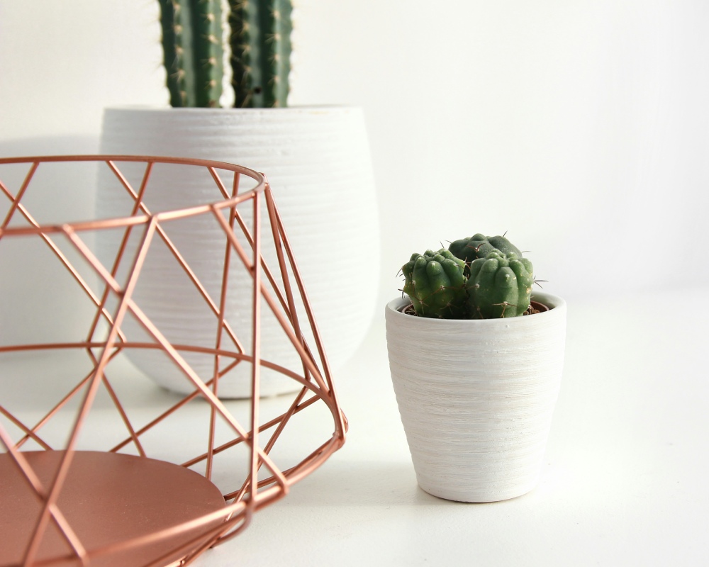 Decorar tu casa de verano con plantas