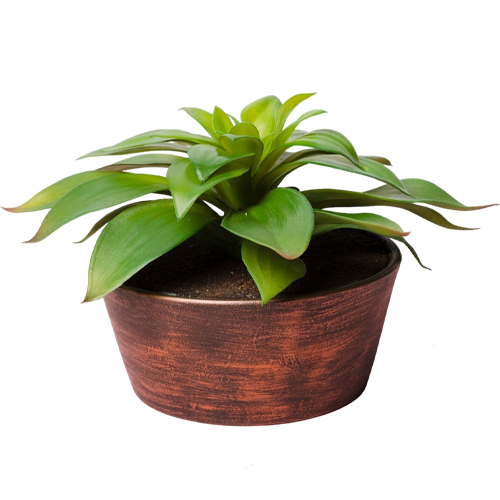 Planta sin fondo